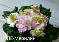 FIOŁEK AFRYKAŃSKI ### LE MERLIN ### 1LIŚĆ