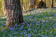 BARWINEK ZADARNIAJĄCY PIĘKNE SADZONKI 50 SZTUK NA SKARPY 20 CM ODPORNY