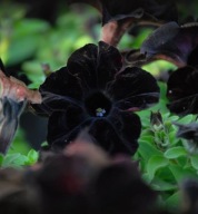 Petunia czarna Crazytunia Black Mamba