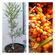 Rokitnik "Friesdorfer Orange" samopylny Słodkie owoce Odporna doniczka C2