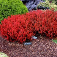 Wrzos Firefly CEMNOCZERWONY ZIMĄ