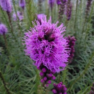 Liatra kłosowa Liatris spicata - różowa