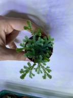 Selaginella uncinata roślina do wilgotnego terrarium