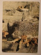 WARSZAWA. ZOO Miejski Ogród zoologiczny. Lwy. Panthera leo, 1974 rok