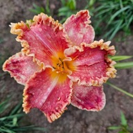 Liliowiec Ismena duży kwiat.