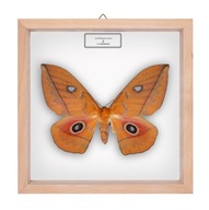 Motyl w gablotce Lobobunaea acetes - samica