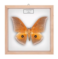 Motyl w gablotce Pseudobunaea alinda