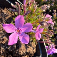 Floks szydlasty wiosenny płożący phlox subulata "MacDaniel's Cushion"