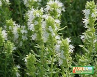 Hyzop lekarski biały "Albus" - MIODODAJNY (5szt)