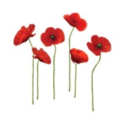 NAKLEJKI NA ŚCIANĘ - KWIATY MAKI CZERWONE Z ZIELONYMI ŁODYGAMI