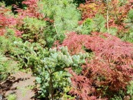 Jodła koreańska pagodowa okaz 11 letniakarłowa pienna inna