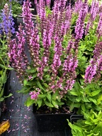 SZAŁWIA OMSZONA "PINK PARADISE" Salvia nemorosa sadzonka doniczka 1l