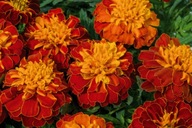Aksamitka Tagetes x patula Texana Harmony 12 szt.