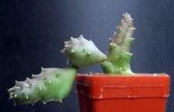 Kaktusy! - Piaranthus comptus - RARYTAS!!!