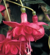 Fuksja PEŁNA Fuchsia BLAZE AWAY