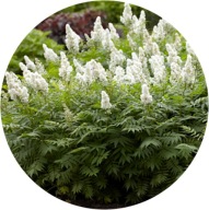 Tawlina jarzebolistna, krzew, Sorbaria Sem, 1,5L