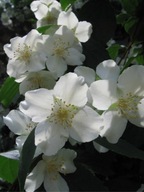 Jaśminowiec ,, MONT BLANC" intensywnie pachnie