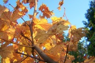 Klon globosum pomarańczowy liść pienny szczepiony 11 letni okaz 240cm inny