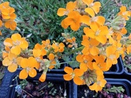 Pszonak Erysimum zestaw 90 szt