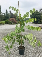 Judaszowiec kanadyjski ALLEY CAT Cercis 160-170 cm