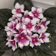 Fiołek afrykański# Dn-Muzyka Sna # sadzonka