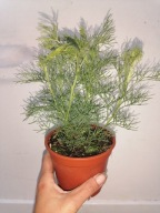 Piołun ( Artemisia absinthium )