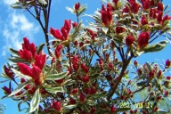 Azalia śródziemnomorska karłowa inna