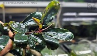 Bucephalandra sp. Pina kolekcja od fibell