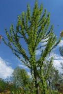 Modrzew Keta szczepiony japoński 18 letni inny