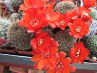 Kaktus ,Rebutia brunescens WR 480