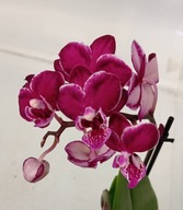PHALENOPSIS storczyk multiflora 1