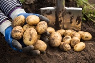 ZIEMNIAKI sadzeniaki - TAJFUN - 20 KG - OD ROLNIKA własne