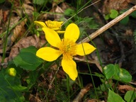 ZIELNIK - zestaw 50 gatunków - rośliny siedlisk leśnych. Rośliny leśne.