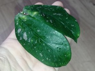 Hoya Hoja LOBBII SPLASH cięta