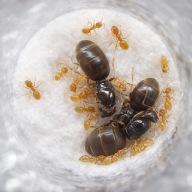 Lasius flavus kolonia z 3 królowymi + ok 10 robotnic + potomstwo