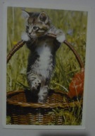 KOT - KOTEK W KOSZYKU