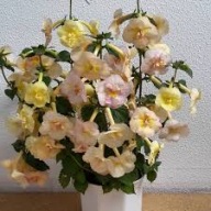 Achimenes “Yellow English Rose”-młode sadzonki