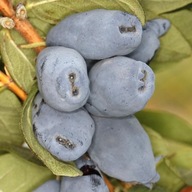 JAGODA KAMCZACKA "BOREAL BEAST" sadzonka