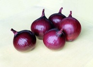 Cebula Red Baron 1g