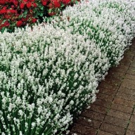 LAWENDA white scent sadzonka w pojemniku 10 cm idealna na suche bukiety