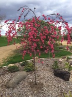 Brzoskwinia PENDULA ozdobna i owocowa