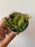 Marcgravia sp. Melon pnącze do paludarium