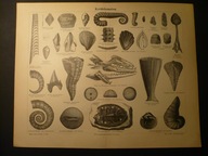 skamienieliny epoki kredy, oryg. 1887