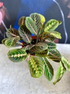 Maranta leuconeura 'Fascinator Tricolor' SADZONKA 35 cm