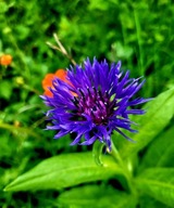 Chaber górski, doniczka