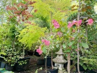 Hortensja różowa warkoczowa szczepiona pienną inna