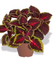 Coleus Torchlight koleus piękne liście KOLOROWE LISTKI