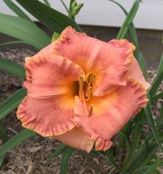 Liliowiec SPACECOAST EARLY BIRD- najwcześniejszy różowo łososiowy