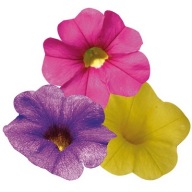Calibrachoa Calita Trio Deep Gold-Rose-Dark Blue 3 kolory