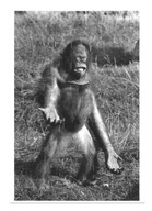 Pocztówka - Orangutan i pierwsze krople deszczu